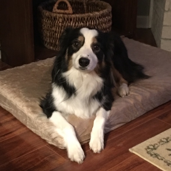 Dark brown bear wearing green cordoroy overalls. - Picture 2 of 4
